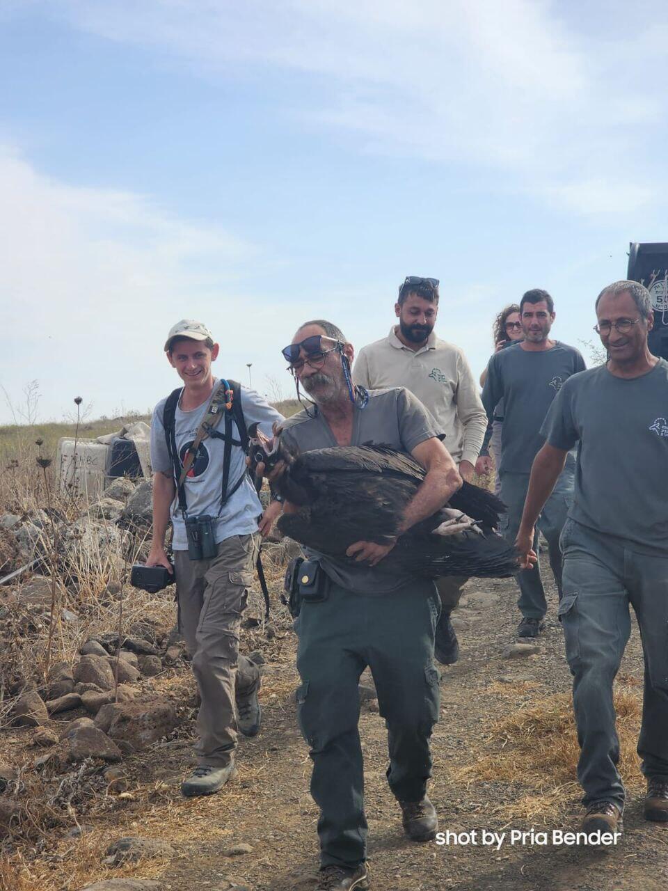 שחרור העוזנייה השחורה לטבע (צילום: פריה בנדר, רשות הטבע והגנים) שחרור העוזנייה השחורה לטבע