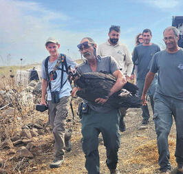 נבדקה ושוחררה. העוזנייה בגמלא | צילום: נועם נוסבוים, רשות הטבע והגנים yk14571058