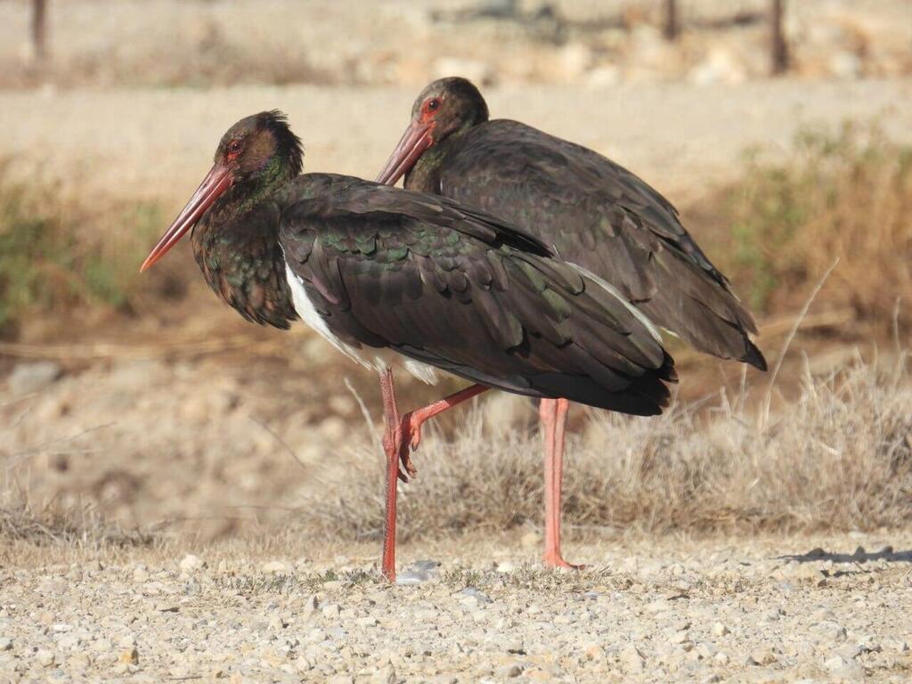 חסידות שחורות (צילום: כליל צייטלין) חסידות שחורות