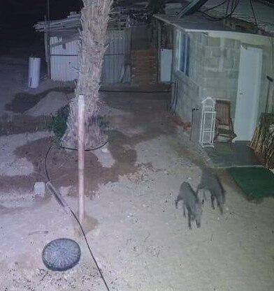 חזירי בר באחד היישובים