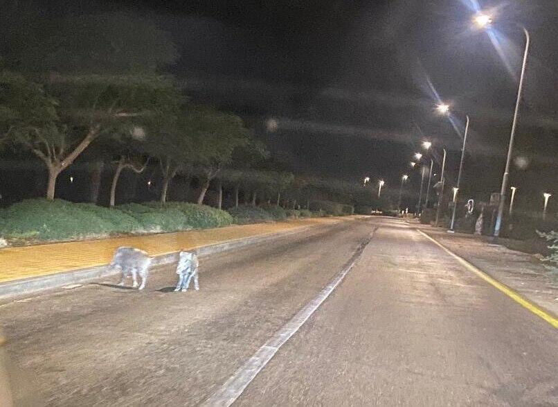 חזירי בר באחד היישובים (צילום: מועצה אזורית תמר) חזירי בר באחד היישובים