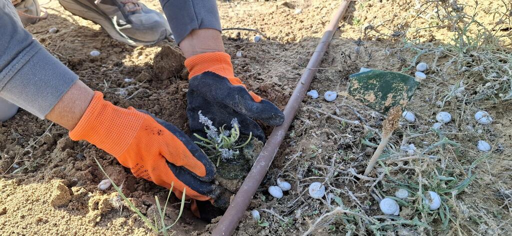 שתילת לשון-שור נגבית בגן המקלט לצמחים בסכנת הכחדה שבממשית