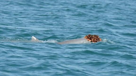 Dolphins debut a new trend: sea-sponge hats