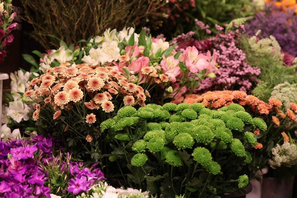 לא מתחת למזגן, הם גם רגישים. פרחים (צילום: ספיר גורדו) פרחים