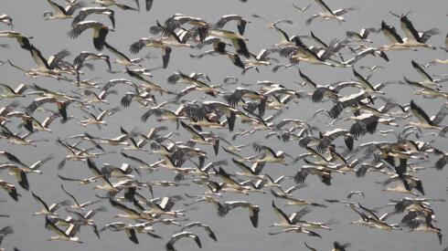 Autumn bird migration peaks as over 500 million birds fly south