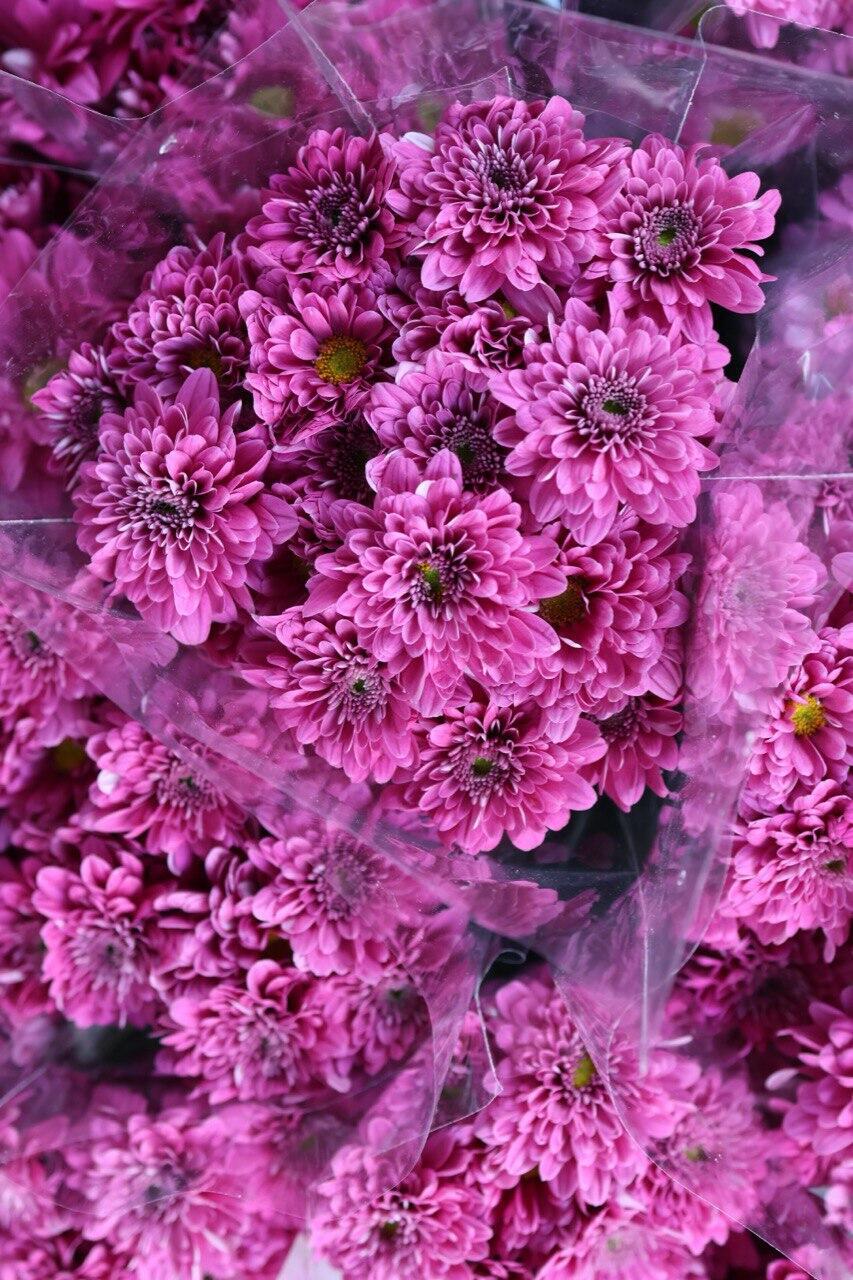 הנבילה לא נמנעת - אבל אפשר לאחר אותה משמעותית (צילום: ספיר גורדו) פרחים