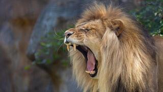 אריה שואג אריה שואג