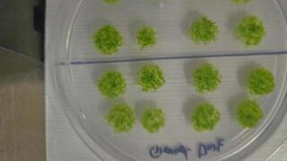 שרדו בתנאים קשים מאוד. נבגים שהונבטו במעבדה לאחר שחזרו מחשיפה ממושכת לתנאי החלל 