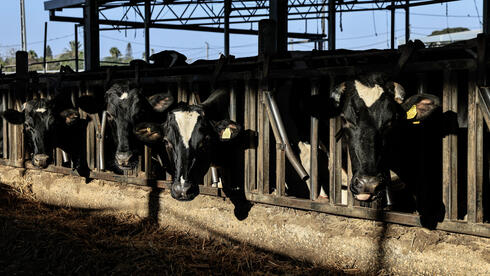הרפתנים החליטו להשהות את ההשבתה: ישובו לשווק חלב למחלבות