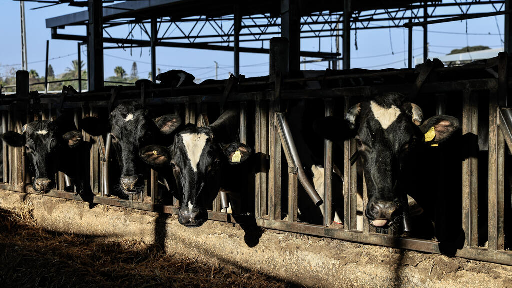 The cow barn at Kibbutz Holit רפת קיבוץ חולית