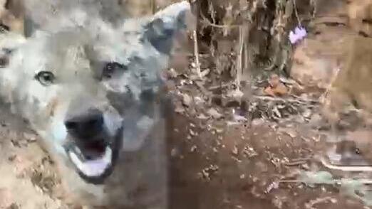 Jackal tries to attack hiker in northern Israel