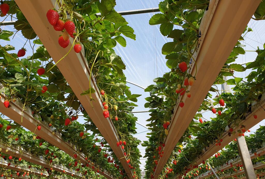 קטיף תותים ראשון לעונה (צילום: גלית פטקין) קטיף תותים ראשון לעונה