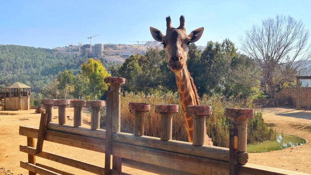 גן החיות התנ"כי (צילום: רייצ'ל ריסבי רז) גן החיות התנ"כי