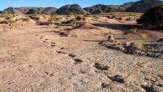 מסלול של עקבות דינוזאורים בפארק הלאומי טורוטורו בבוליביה מסלול של עקבות דינוזאורים בפארק הלאומי טורוטורו בבוליביה