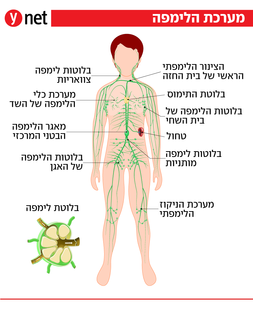 אינפו מערכת הלימפה (צילום: Shutterstock) אינפו מערכת הלימפה