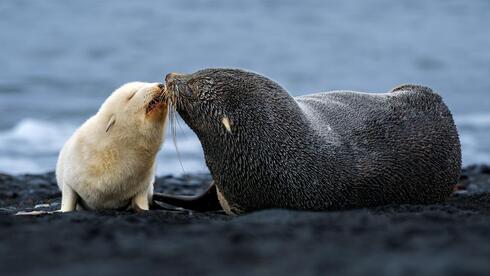Israeli photographer snaps rare white seal