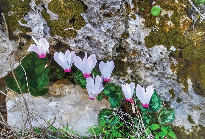 צילום: ערן גל-אור