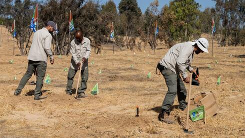 Planting the future of Israel, one tree at a time