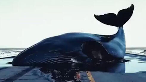 כלי AI ליצירת וידאו משנים את עולם הפרסום: הפקת סרטונים בשניות