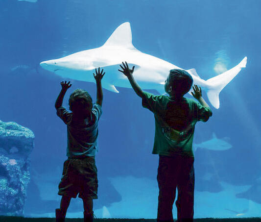 אורות במים במצפה  התת־ימי באילת