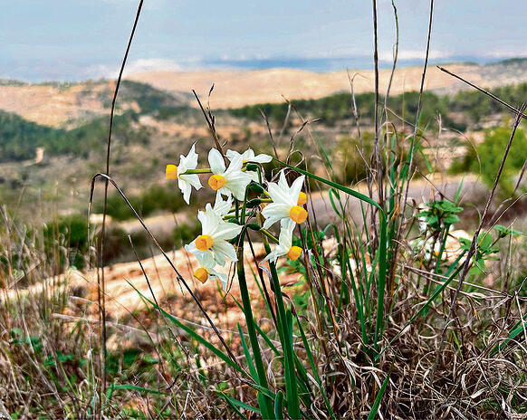 צילום: ערן גל-אור