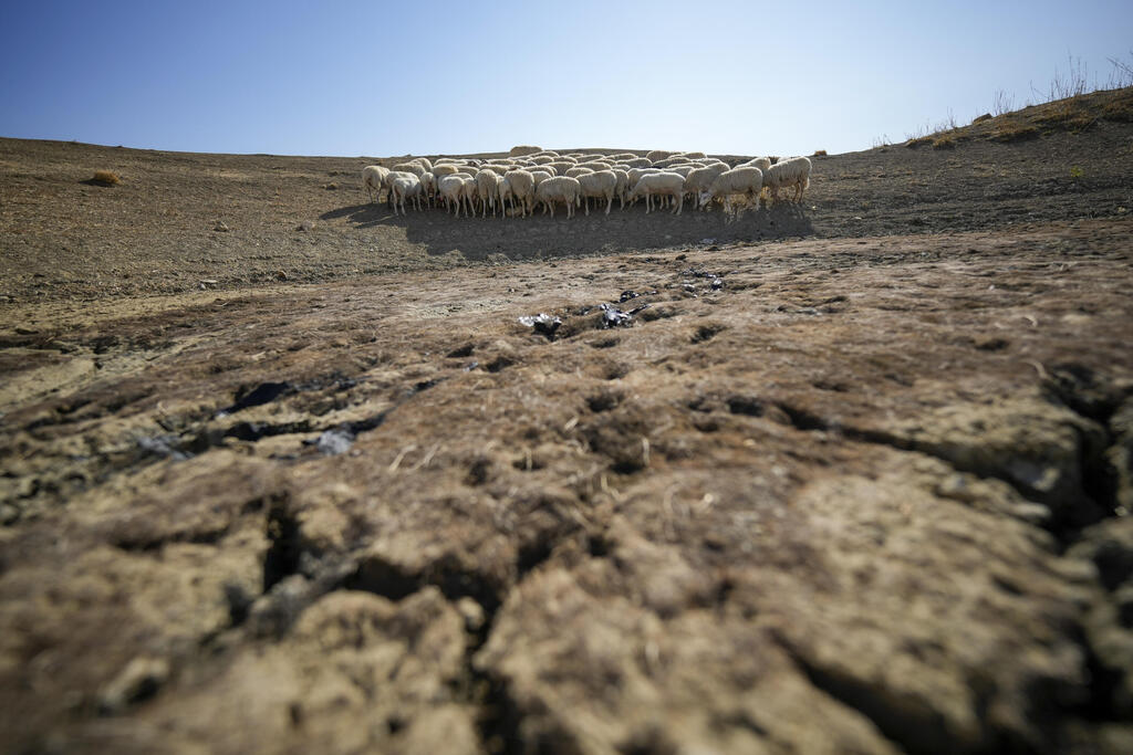 אדמת מרעה יבשה באיטליה (צילום: Andrew Medichini/AP) אדמת מרעה יבשה באיטליה