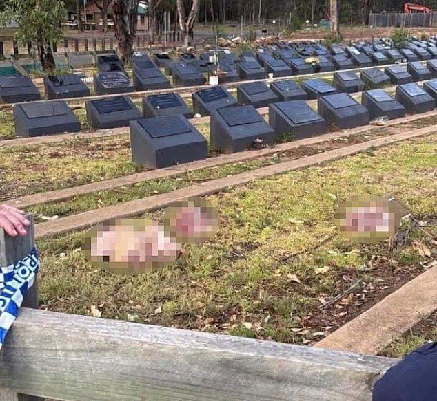 ראשי חזיר כרותים בבית העלמין המוסלמי בקאמדן אוסטרליה פרברי סידני קאמדן ראשי חזיר הושלכו ל בית עלמין מוסלמי
