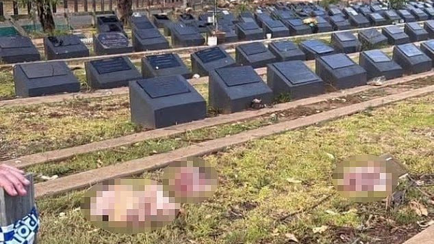 Severed pig heads left at Camden Muslim cemetery אוסטרליה פרברי סידני קאמדן ראשי חזיר הושלכו ל בית עלמין מוסלמי
