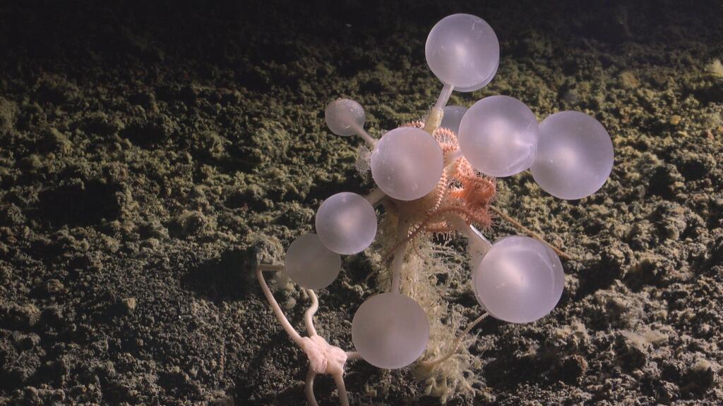 "כדור המוות" (צילום: The Nippon Foundation-Nekton Ocean Census/Schmidt Ocean Institute 2025) "כדור המוות"