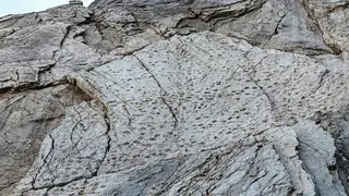 עקבות הדינוזאורים שהתגלו על ידי צלם חיות בר בפארק הלאומי סטלביו שבאיטליה