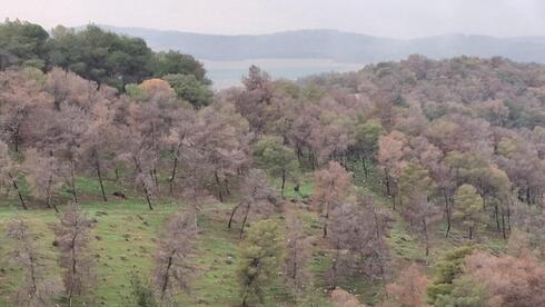 Drought devastates forests in southern Israel