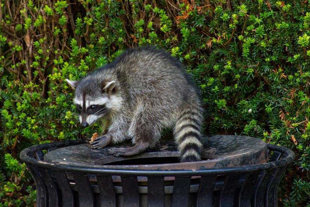 דביבון אוכל בעיר (צילום: kingma photos, shutterstock) דביבון אוכל בעיר