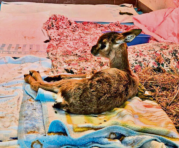 עבר ניתוח מורכב. העופר