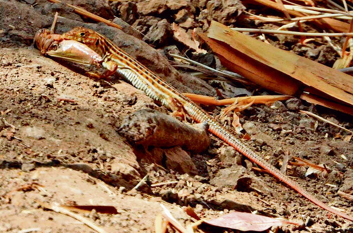 מתחבאת בחולות. שנונית השפלה | צילום: בועז שחם