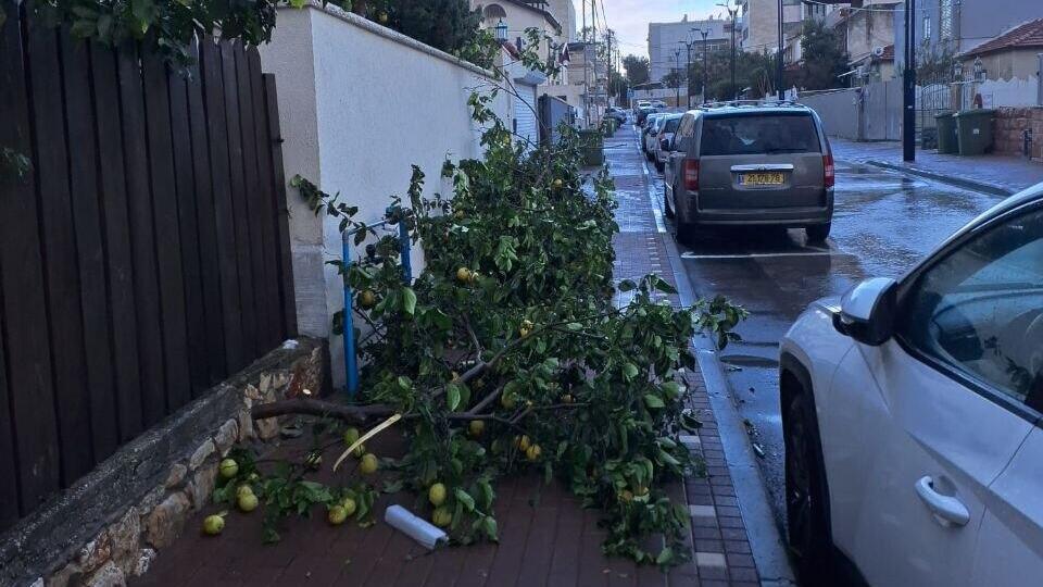 Trees uprooted in Acre due to strong winds (Photo: Acre municipality) העצים שקרסו בעכו