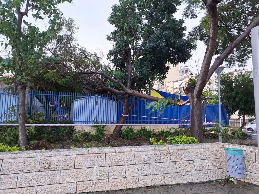 Photo: Acre municipality העצים שקרסו בעכו