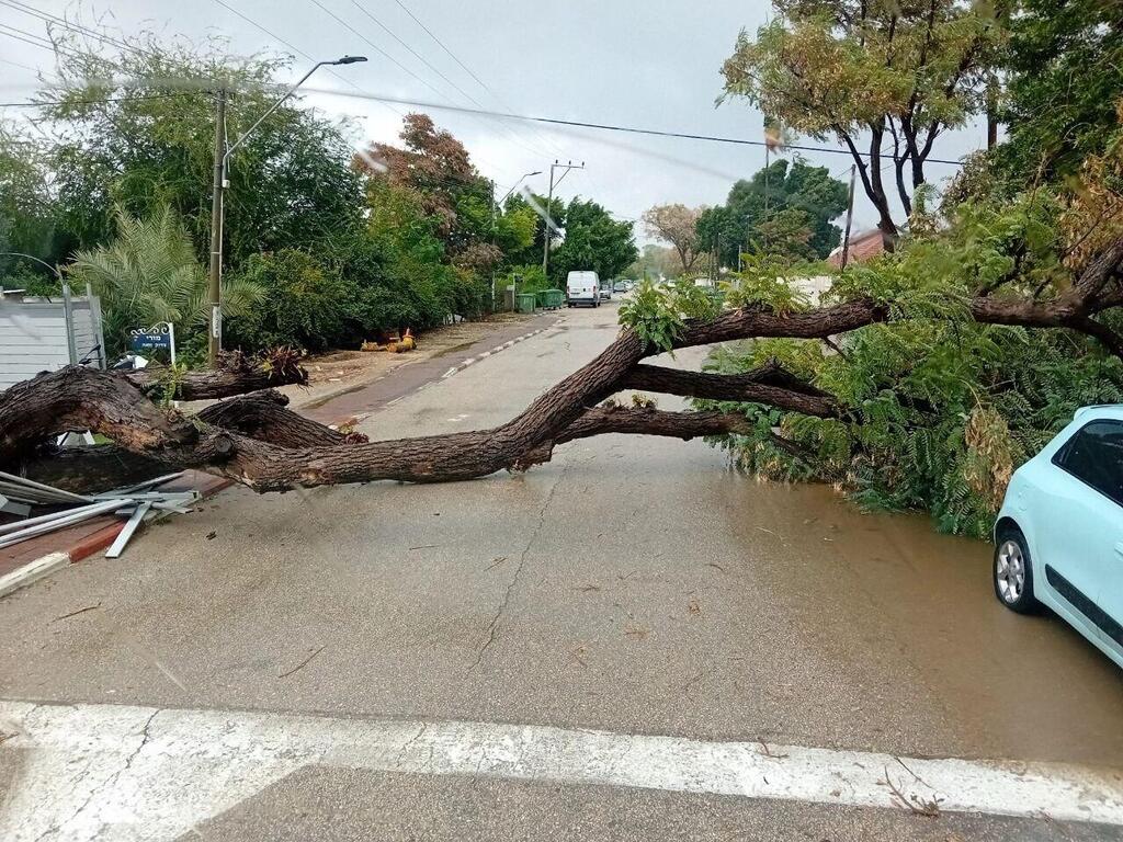 Trees uprooted in moshav Matzliah due to strong winds קריסת עץ במושב מצליח