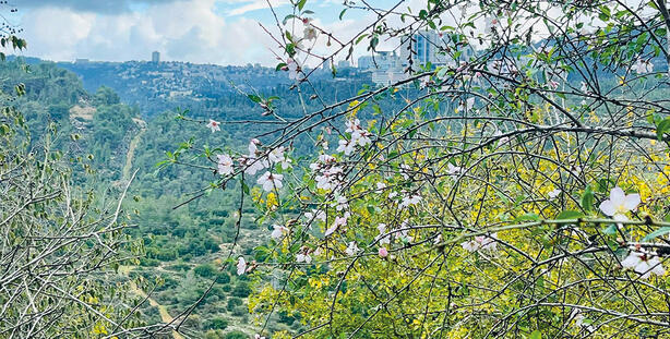 שקדיות שתועדו אתמול בהרי ירושלים