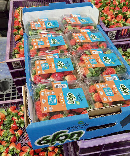 הסוף לניקוי במים וסבון. התותים החדשים | צילום: חסלט