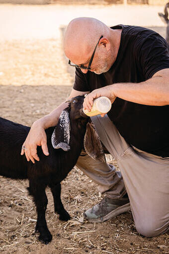 קומרובסקי ב“חוות החופש" בעולש. תנאים אידיאליים | צילום: תמר אלמוג