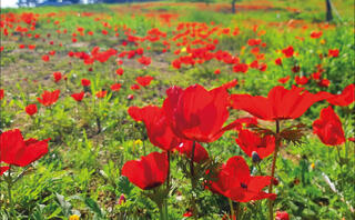 צילום: צליל לבין; אוניברסיטת תל אביב