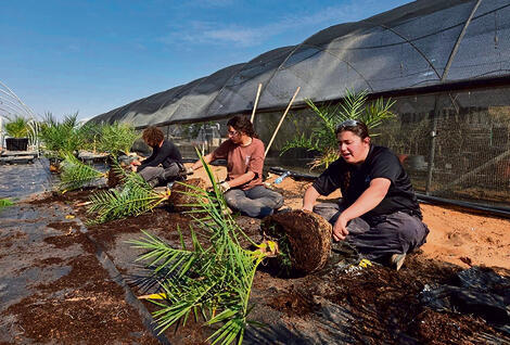 צילום: חממת ערבה