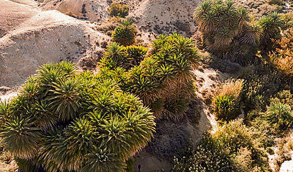 צילום: רועי גלילי
