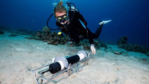 Israeli study maps coral reef microbial rhythms
