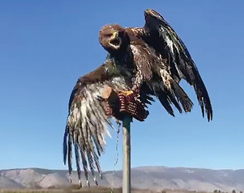 שיפור משמעותי. נקבת העיט באימונים (צילום: צוות מרכז האקלום קק״ל) שיפור משמעותי. נקבת העיט באימונים