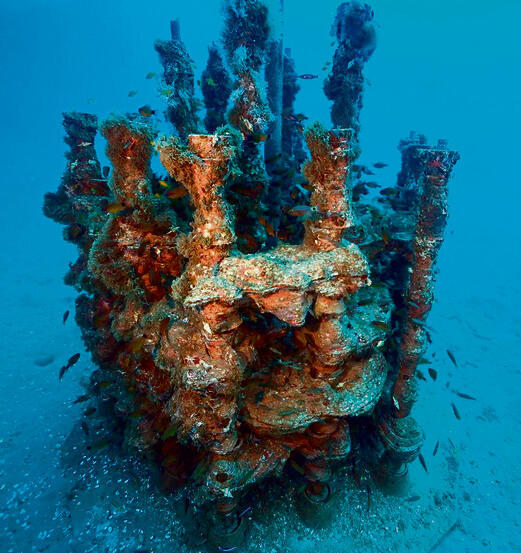 השונית אחרי שהאלמוגים נקלטו