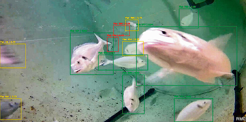 לשמוע מתי הדגים רעבים