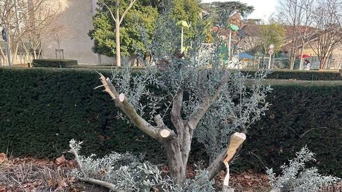 Tree for antisemitism victim cut down in France