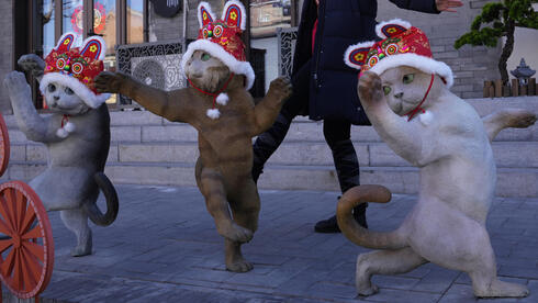 לאן החתולים הולכים כשיש פינוי-בינוי?