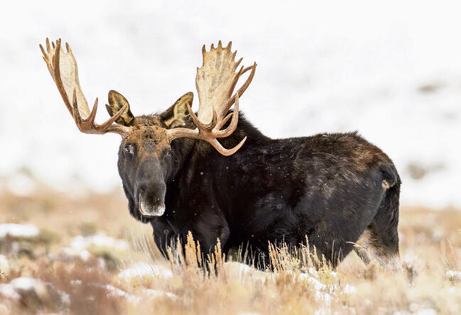 השקט מאפשר לחיות  הבר להתקרב